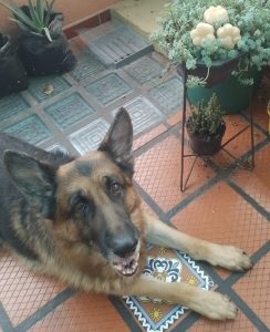 Jabón para mascotas (2)